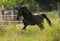 Annuncio cavallo