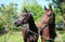 Horse ad