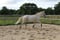 Horse ad