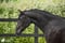 Horse ad