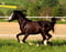 Annuncio cavallo