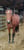 Annuncio cavallo