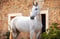 Horse ad