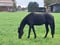 Annuncio cavallo