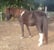 Annonce cheval