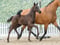 Horse ad