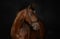 Horse ad