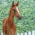 Horse ad