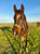Horse ad