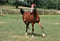 Annonce cheval