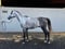 Horse ad