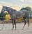 Horse ad