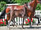Anuncio de caballos