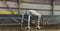 Annonce cheval