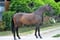 Annuncio cavallo