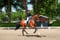 Annuncio cavallo