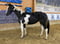 Annuncio cavallo