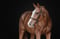 Horse ad