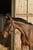 Annonce cheval