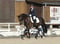 Annuncio cavallo