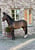 Anuncio de caballos