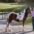 Horse ad