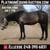 Annuncio cavallo