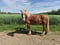 Horse ad