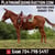 Horse ad