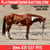 Horse ad