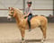 Annuncio cavallo