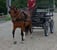 Horse ad