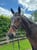 Horse ad
