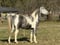 Horse ad