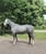 Horse ad