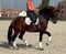 Annuncio cavallo
