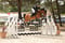 Annuncio cavallo