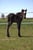 Horse ad