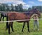 Horse ad