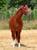 Annuncio cavallo