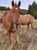 Horse ad