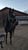 Annuncio cavallo