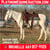 Horse ad
