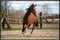 Horse ad