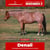Paardadvertentie