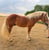 Annuncio cavallo