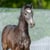 Horse ad