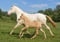 Horse ad
