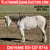 Horse ad