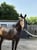 Horse ad